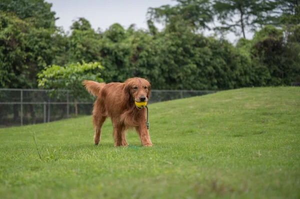 Golden Retriever Παίζει Στο Γρασίδι Του Πάρκου — Φωτογραφία Αρχείου