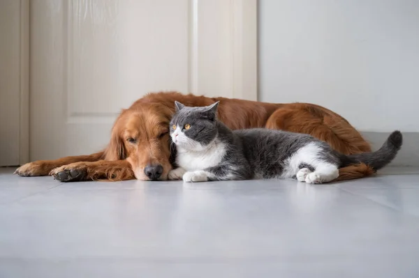 Golden Retriever Και British Shorthair Πάνε Καλά — Φωτογραφία Αρχείου