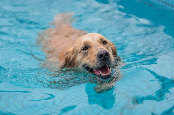 Golden Retriever Κολύμπι Και Παίζει Στην Πισίνα Royalty Free Φωτογραφίες Αρχείου