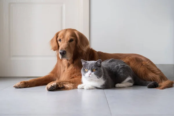 Golden Retriever British Shorthair Dogadują Się — Zdjęcie stockowe