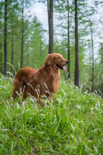 Golden Retriever Dans Herbe — Photo