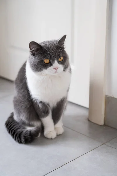 Британская Короткошерстная Кошка Сидящая Полу — стоковое фото