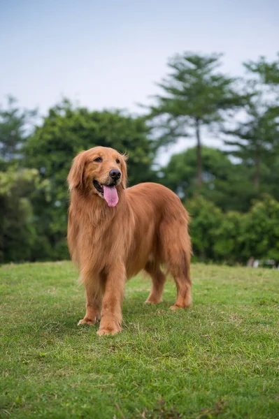 Golden Retriever Jugando Césped Del Parque — Foto de Stock