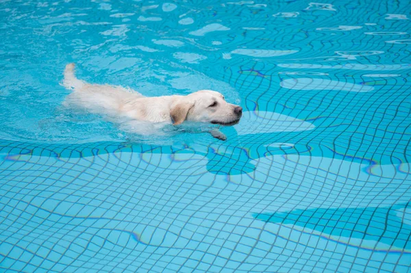 Labrador Retrívr Plavání Bazénu — Stock fotografie