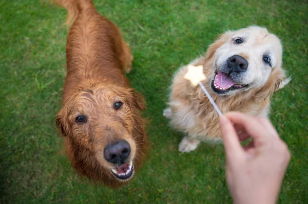 Golden Retriever Kezében Lévő Ételt Nézi — Stock Fotó