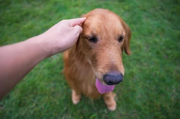 Érintsd Meg Arany Retriever Fejét — Stock Fotó