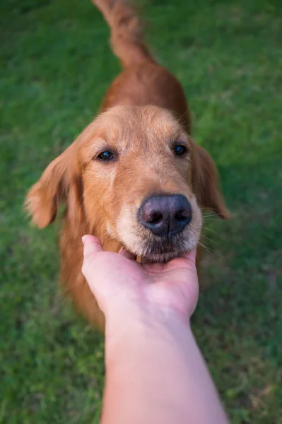 摸金毛猎犬的头 — 图库照片