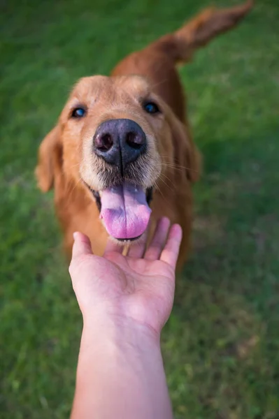 Érintsd Meg Arany Retriever Fejét — Stock Fotó