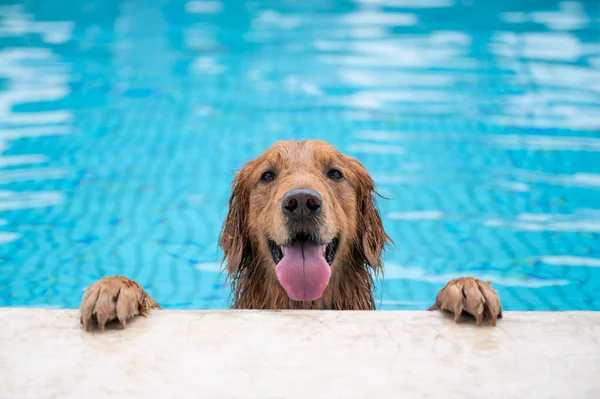 Golden Retriever Βρίσκεται Δίπλα Στην Πισίνα Εικόνα Αρχείου