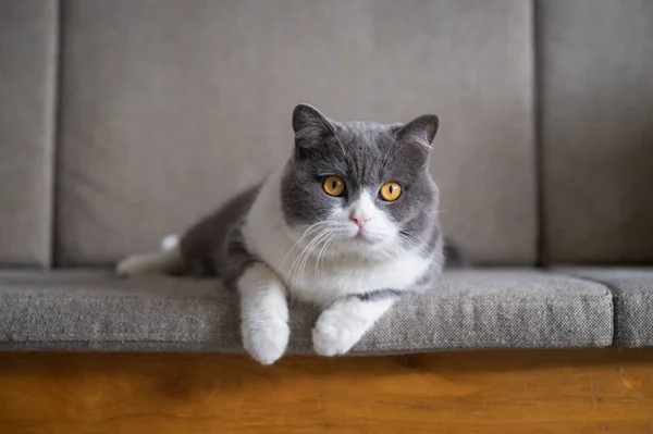 Britische Kurzhaarkatze Liegt Auf Der Couch — Stockfoto