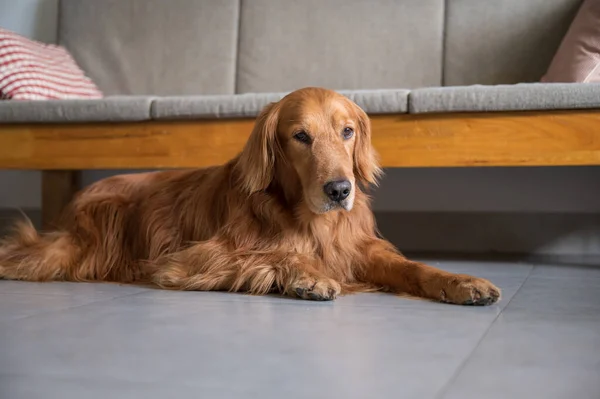 Golden Retriever Tendido Suelo — Foto de Stock