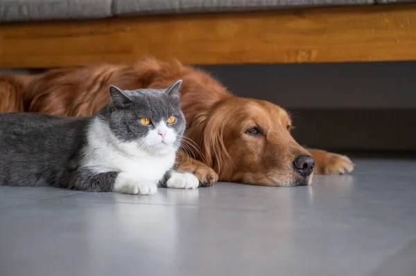 Brittiska Stenografien Och Golden Retriever — Stockfoto