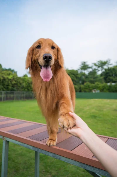 Apertando Mãos Com Golden Retriever — Fotografia de Stock