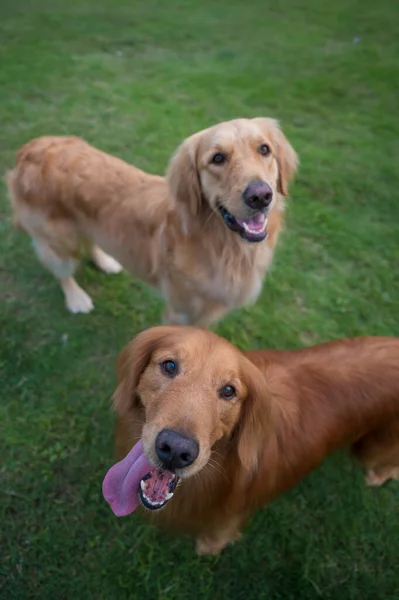 Δύο Χρυσά Σκυλιά Ριτρίβερ Στο Γρασίδι — Φωτογραφία Αρχείου