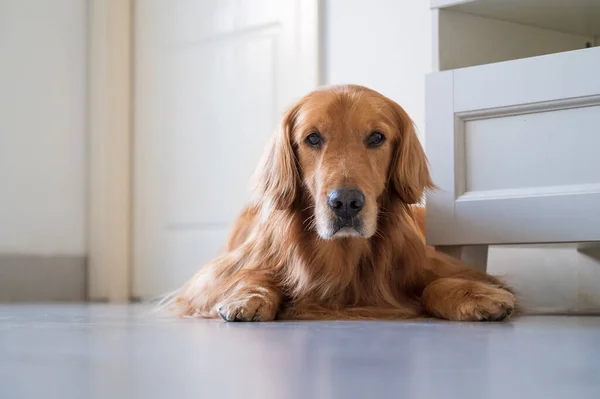 Golden Retriever Lying Floor — Stock Photo, Image