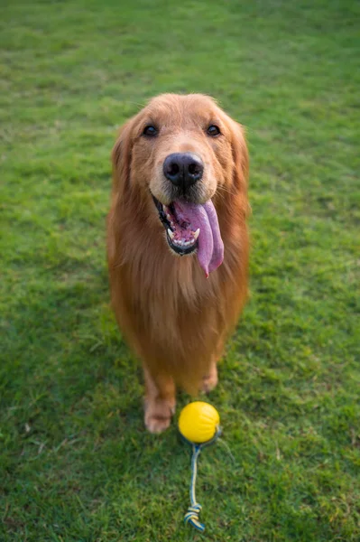 金发碧眼的猎犬在户外的草地上开心地微笑着 — 图库照片