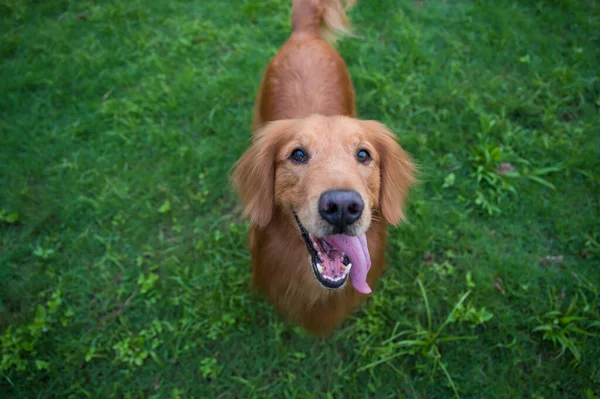 Golden Retriever Pies Uśmiechnięty Szczęśliwy Trawie Zewnątrz — Zdjęcie stockowe