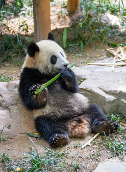 Leuke Panda Zit Eet Bamboe — Stockfoto