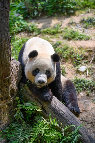 Simpatico Panda Allo Zoo — Foto Stock