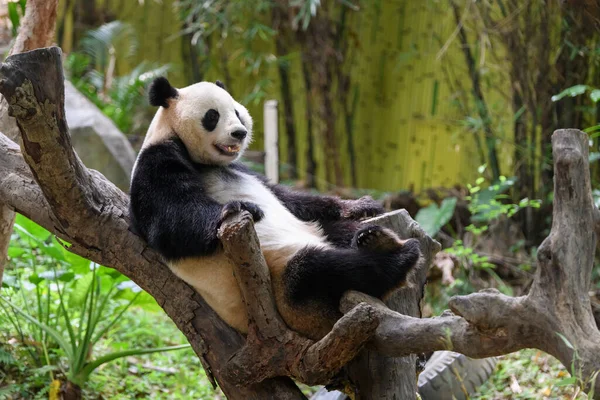 Carino Panda Appoggiato Sull Albero — Foto Stock