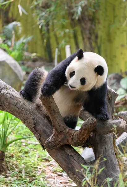 Carino Panda Appoggiato Sull Albero — Foto Stock