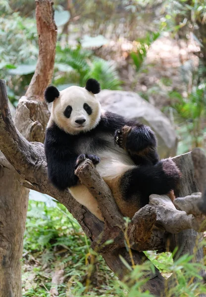 Leuke Panda Rustend Boom — Stockfoto