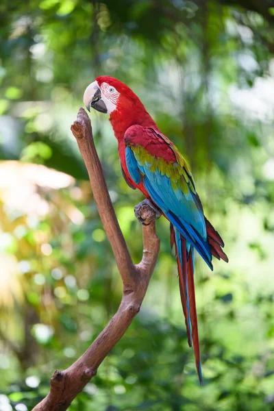 Beautiful Macaw Tree — Stock Photo, Image