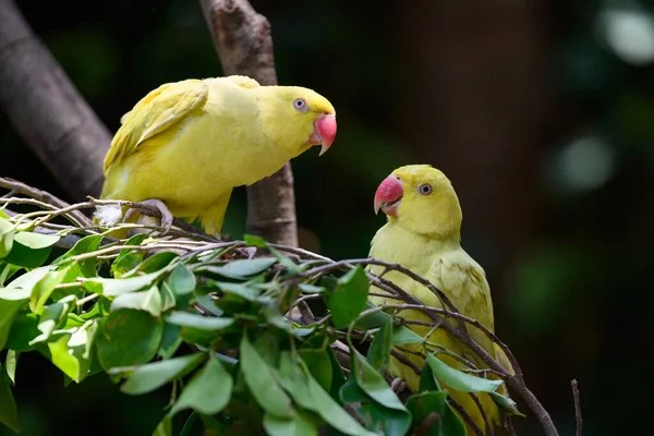 Δύο Κίτρινοι Παπαγάλοι Στο Δέντρο — Φωτογραφία Αρχείου