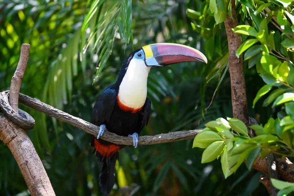 Pretty Toucan Branch — стоковое фото