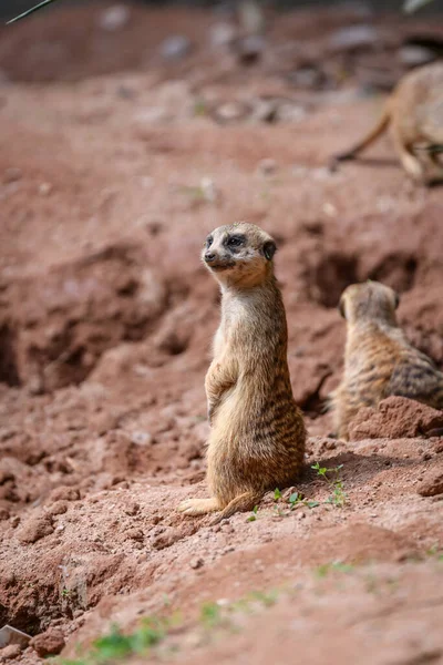 Suricata Suricatta Tient Debout Observe — Photo