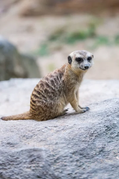 Suricata Suricatta Levanta Observa —  Fotos de Stock