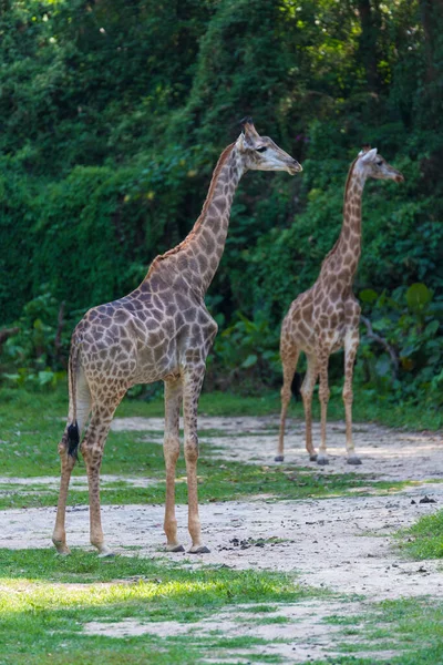 Reticulated Giraffe Zoo — Stock Photo, Image