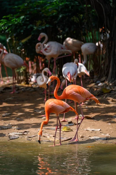 Dwa Flamingi Nad Rzeką — Zdjęcie stockowe