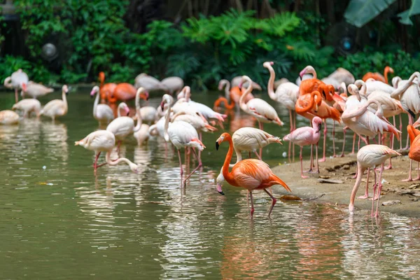 Group Flamingos Live River — Stock Photo, Image