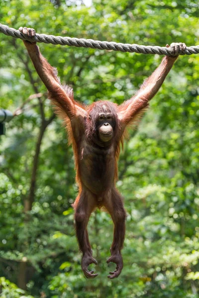 Orangutan Climbing Safari — Stock Photo, Image