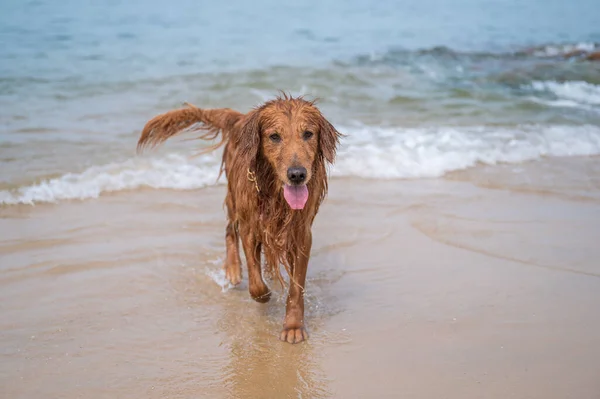 Золотой Ретривер Играющий Водой Пляже — стоковое фото