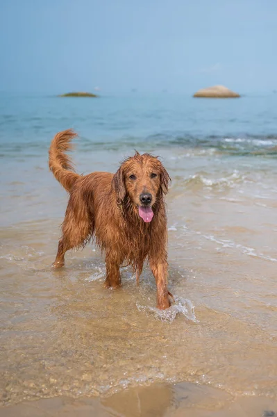 Golden Retriever Giocare Con Acqua Spiaggia — Foto Stock