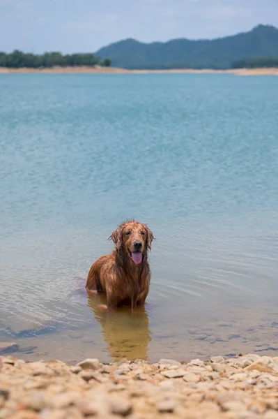 金猎犬在湖边玩水 — 图库照片