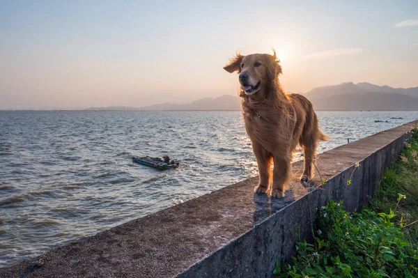 Golden Retriever Dique Junto Mar — Fotografia de Stock