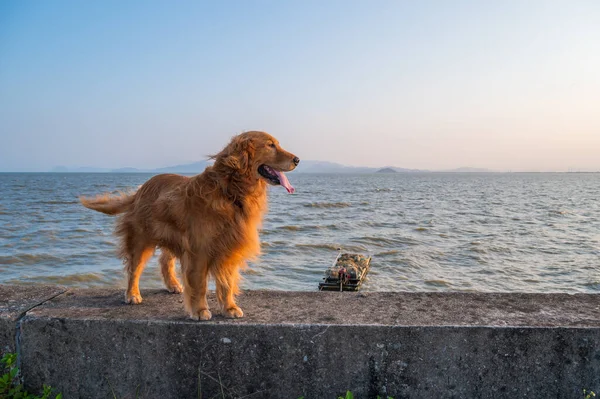 Golden retriever standing on the dike by the sea