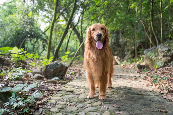 Golden Retriever Caminhando Sozinho Parque — Fotografia de Stock