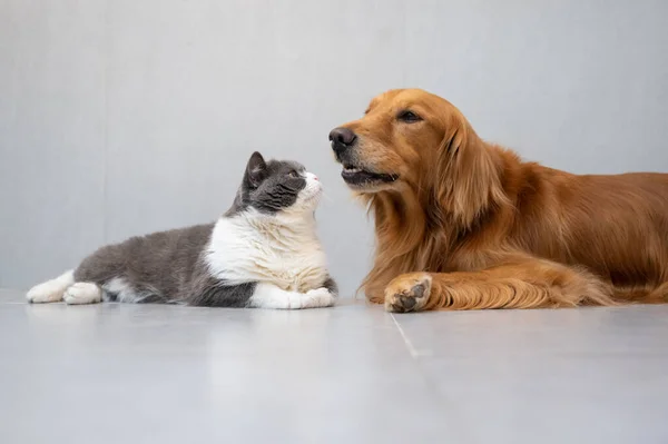 British Shorthair Golden Retriever —  Fotos de Stock