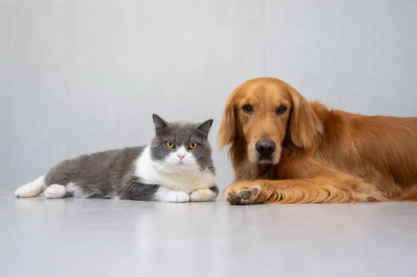 Βρετανική Shorthair Και Golden Retriever — Φωτογραφία Αρχείου