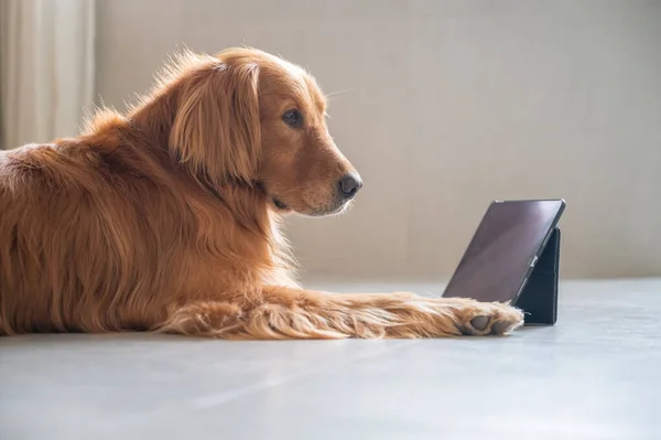 Golden Retriever Deitado Chão Olhando Para Tablet — Fotografia de Stock