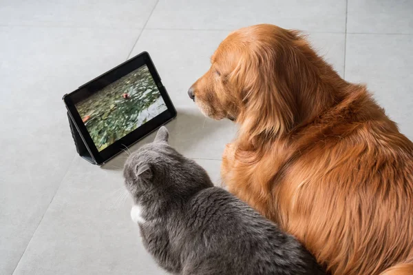 Golden retriever and cat watching video with tablet together