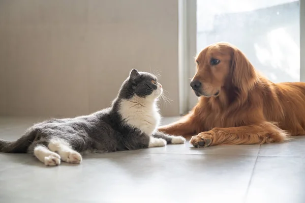 British Shorthair Golden Retriever — Fotografia de Stock