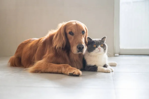 英国Shorthair和Golden Retriever公司 — 图库照片