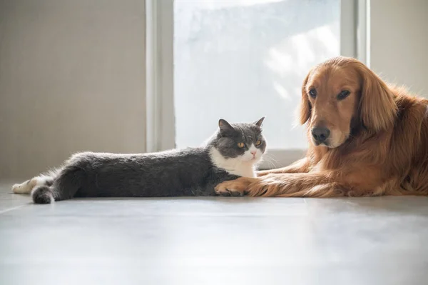 British Shorthair Golden Retriever —  Fotos de Stock