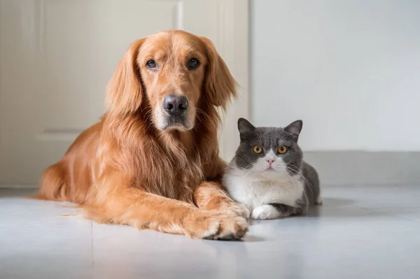 British Shorthair Golden Retriever — Fotografia de Stock