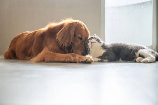 British Shorthair Golden Retriever — Fotografia de Stock